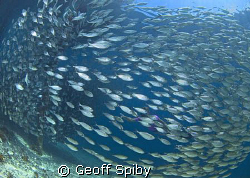 snorkeller hiding behind this school of fish by Geoff Spiby 